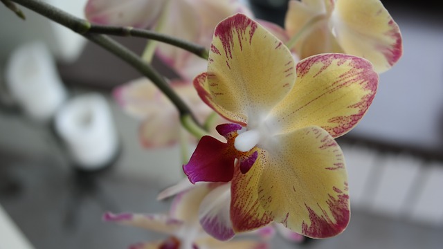 orchidej květ
